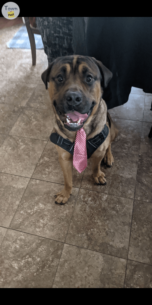 Mastiff Rottweiller - 3 - 983404-1702707461_1