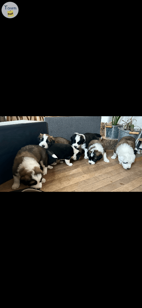 Border collie St. Bernard puppies  - 1 - 984313-1702919511