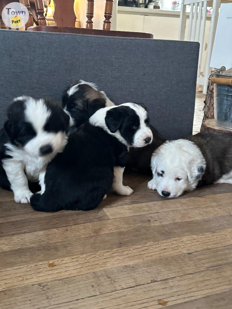 Border collie St. Bernard puppies  - 2 - 984313-1702919511_0