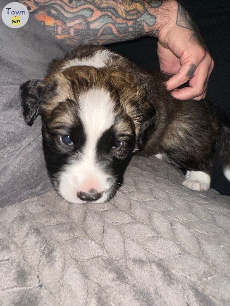 Border collie St. Bernard puppies  - 3 - 984313-1702919511_1