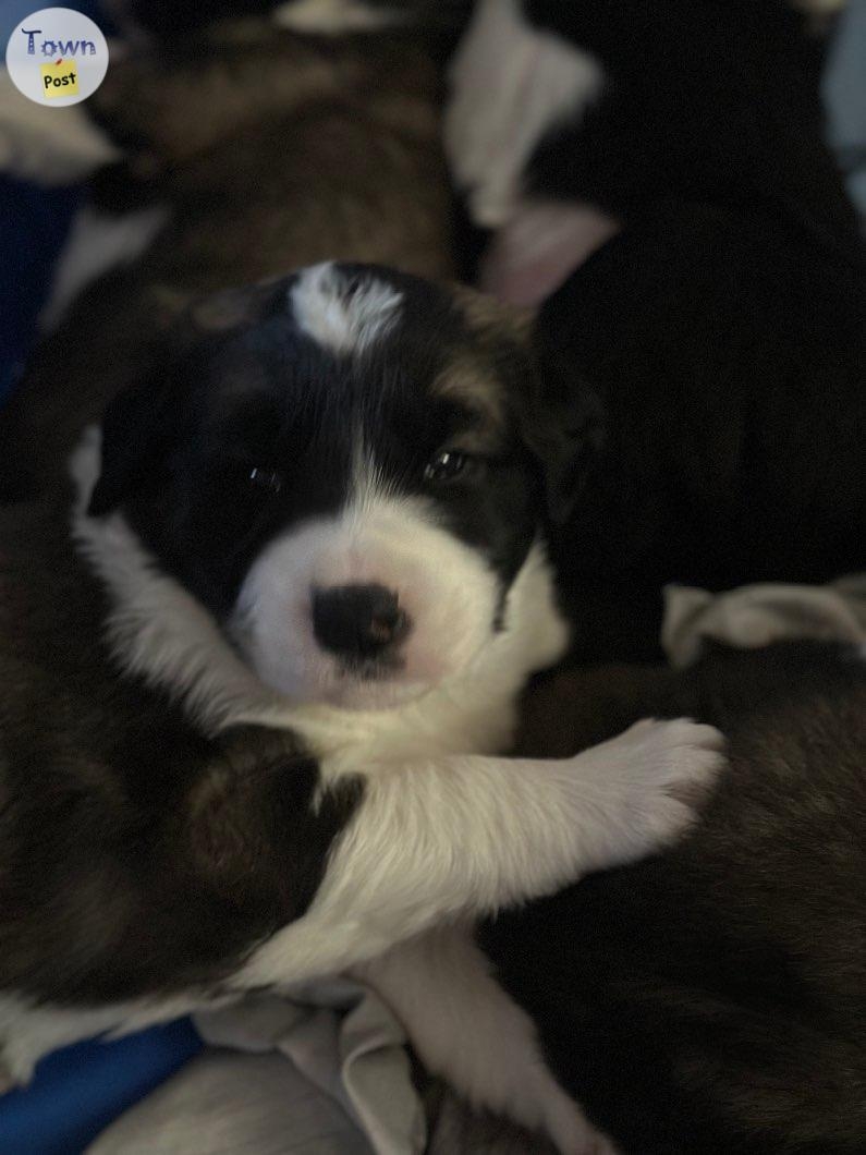 Border collie St. Bernard puppies  - 6 - 984313-1702919511_2