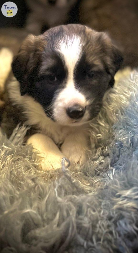 Border collie St. Bernard puppies  - 5 - 984313-1703100974