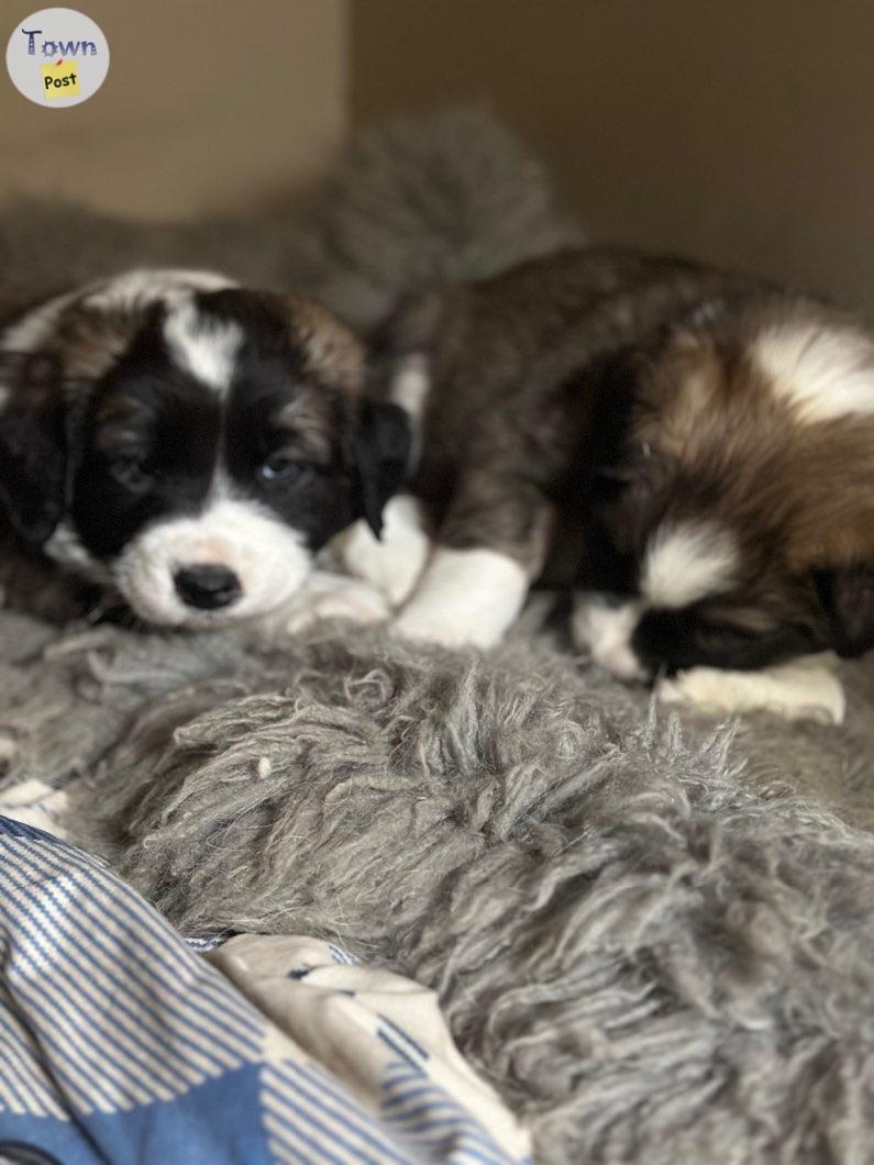 Border collie St. Bernard puppies  - 7 - 984313-1703100974_0