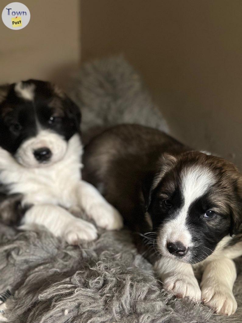 Border collie St. Bernard puppies  - 8 - 984313-1703100974_1