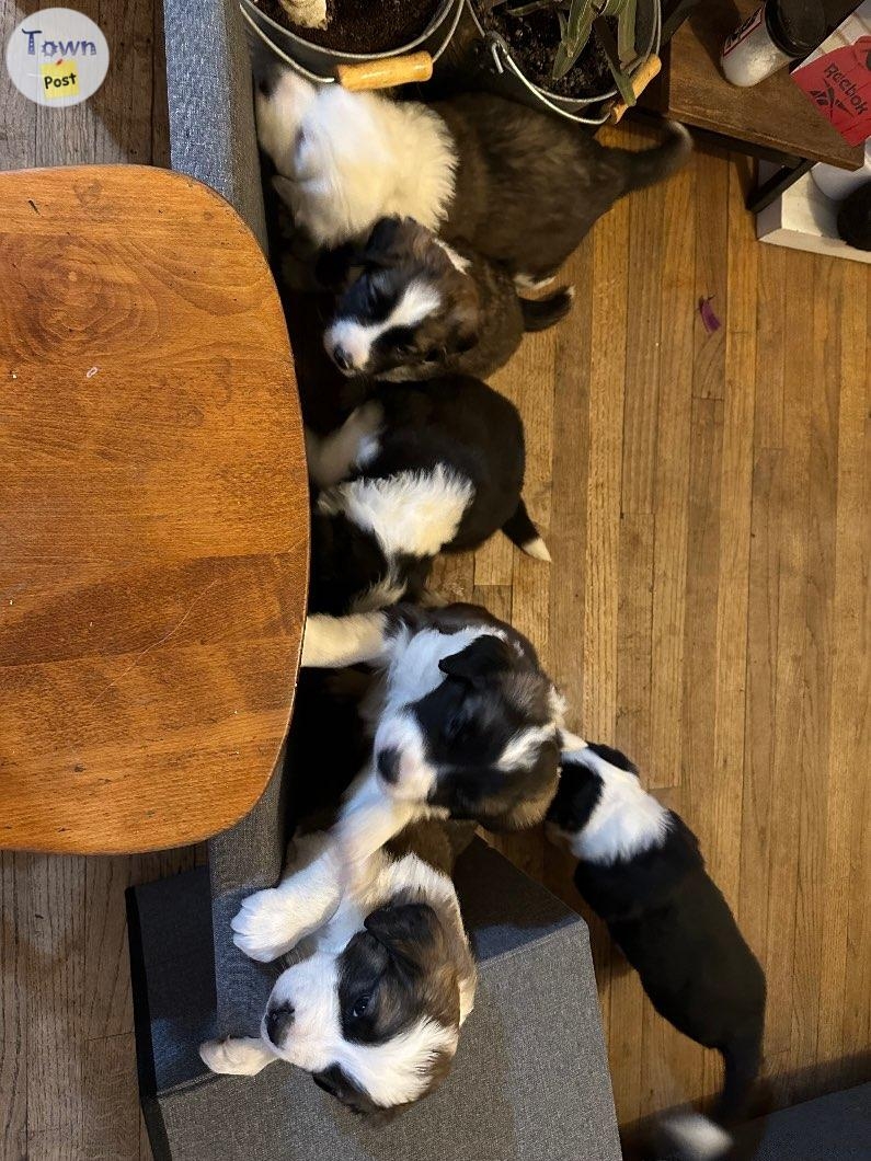 Border collie St. Bernard puppies  - 9 - 984313-1703100974_2