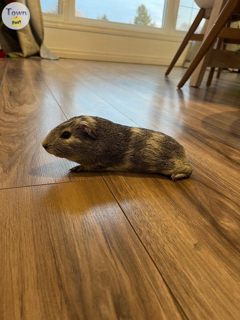 Baby Guinea pig - 3 - 984799-1703027045_1