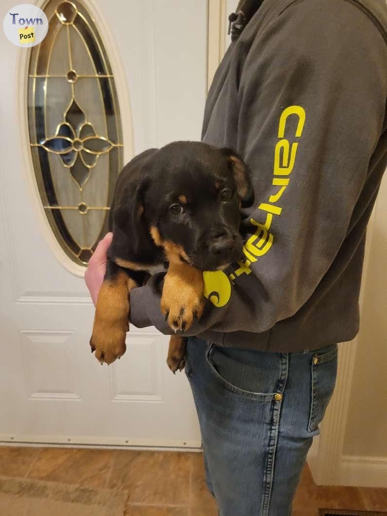 Rottweiler/cross puppies  - 2 - 985287-1703137760_0