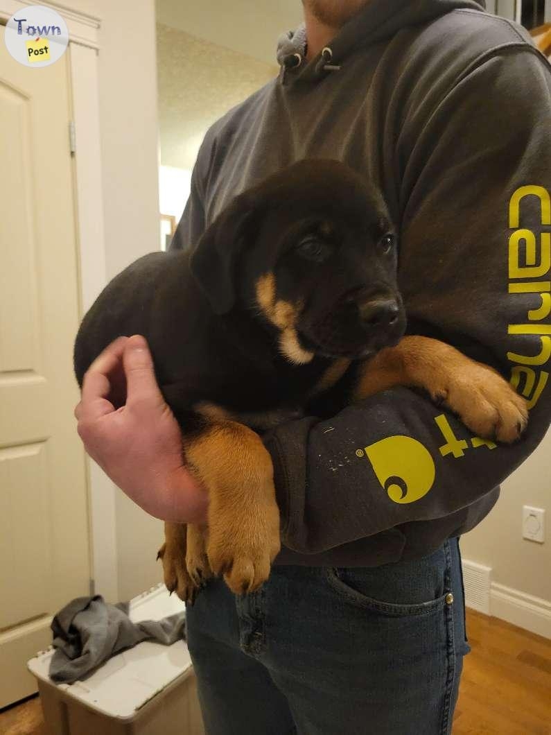 Rottweiler/cross puppies  - 3 - 985287-1703137760_1