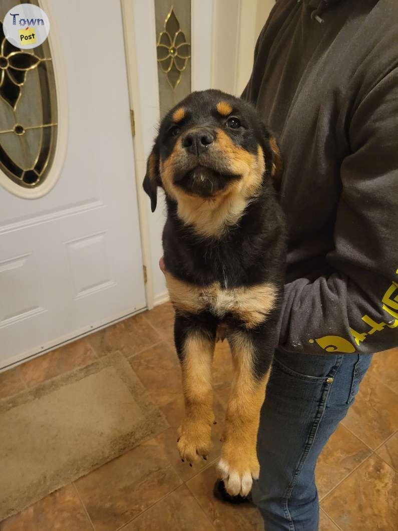 Rottweiler/cross puppies  - 4 - 985287-1703137760_2