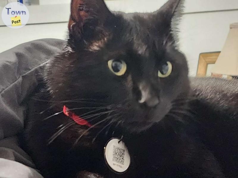 $200.00 REWARD FOR MISSING BLACK MALE CAT - 2 - 985839-1703288705_0