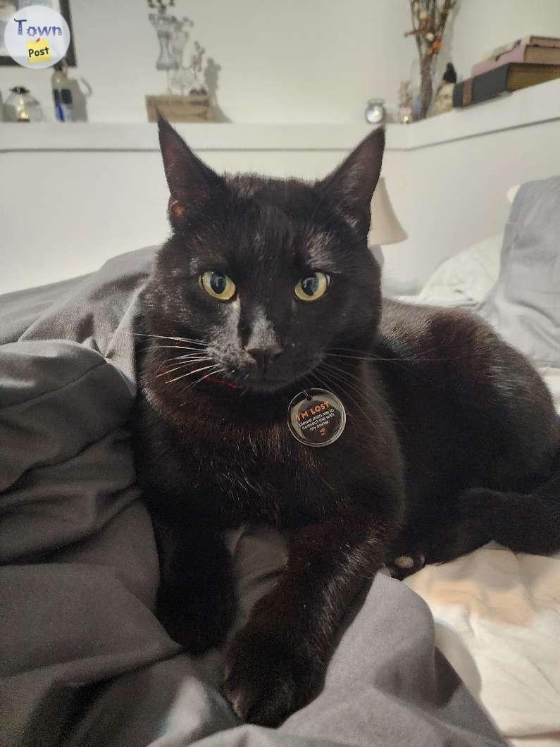 $200.00 REWARD FOR MISSING BLACK MALE CAT - 3 - 985839-1703288705_1