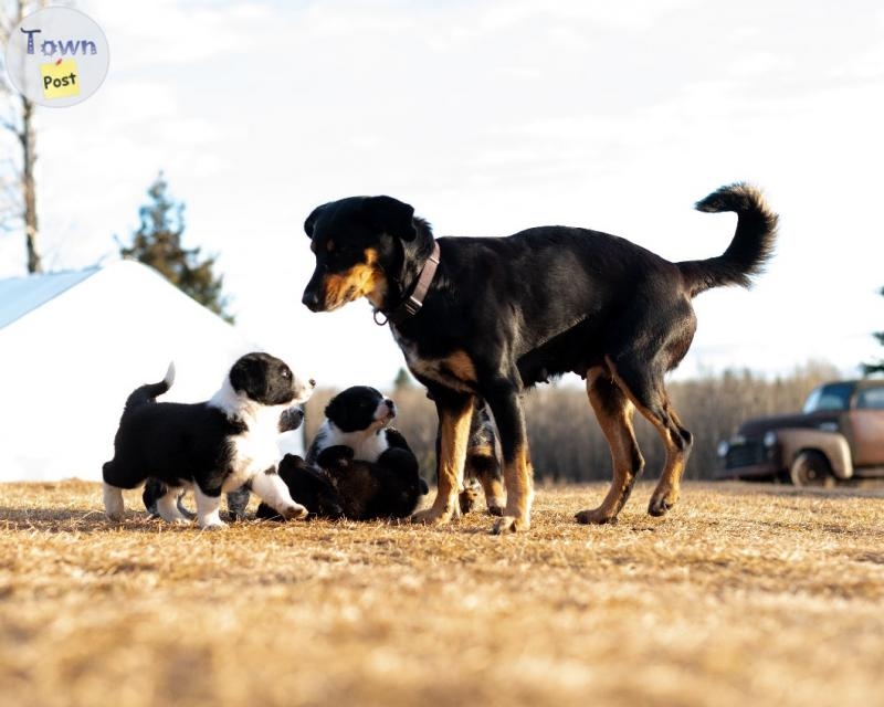 Border Collie Cross Puppies - 1 - 986122-1703374468