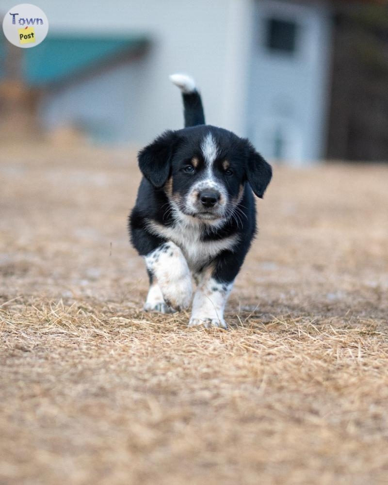 Border Collie Cross Puppies - 2 - 986122-1703374468_0