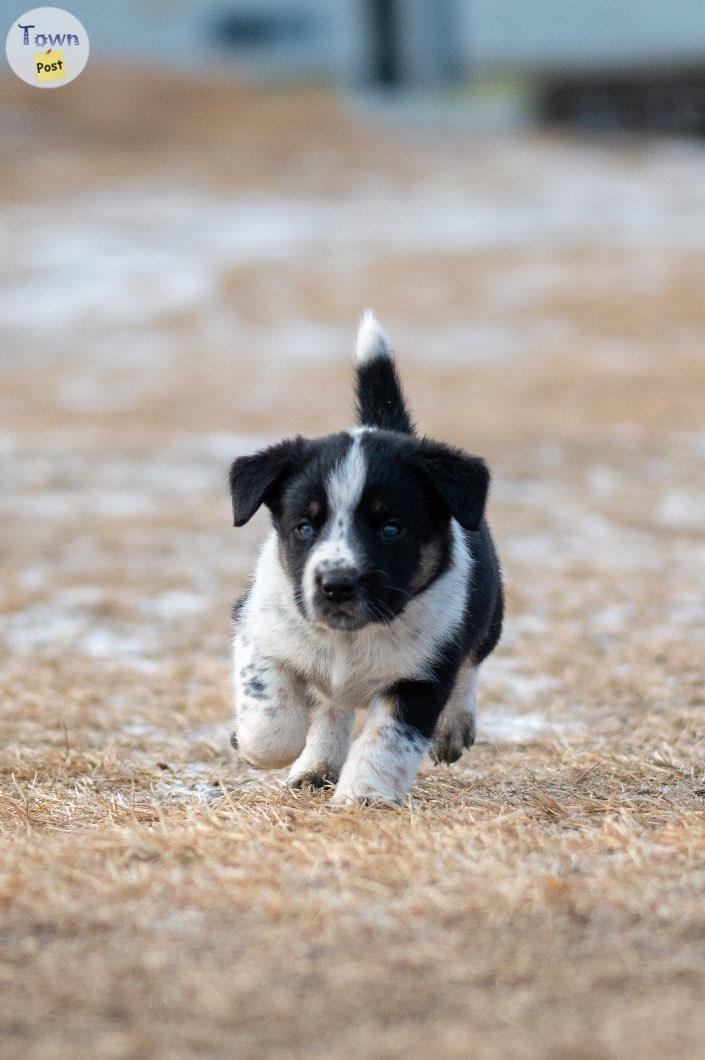 Border Collie Cross Puppies - 3 - 986122-1703374468_1