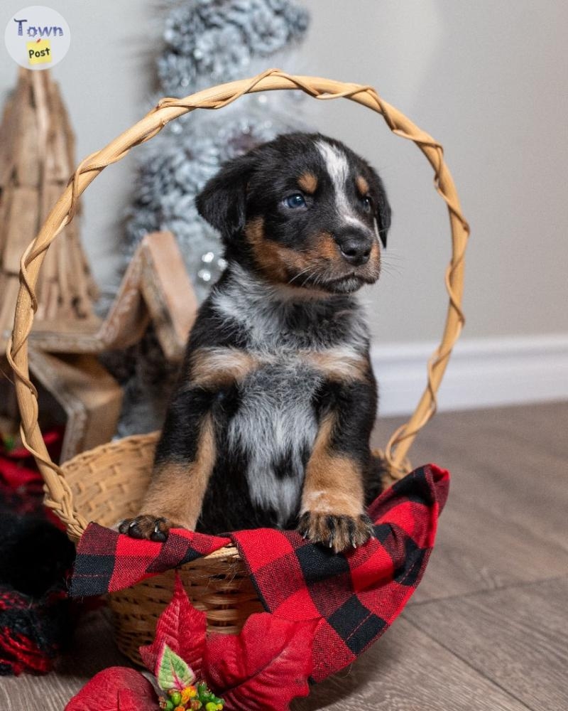 Border Collie Cross Puppies - 5 - 986122-1703374468_3