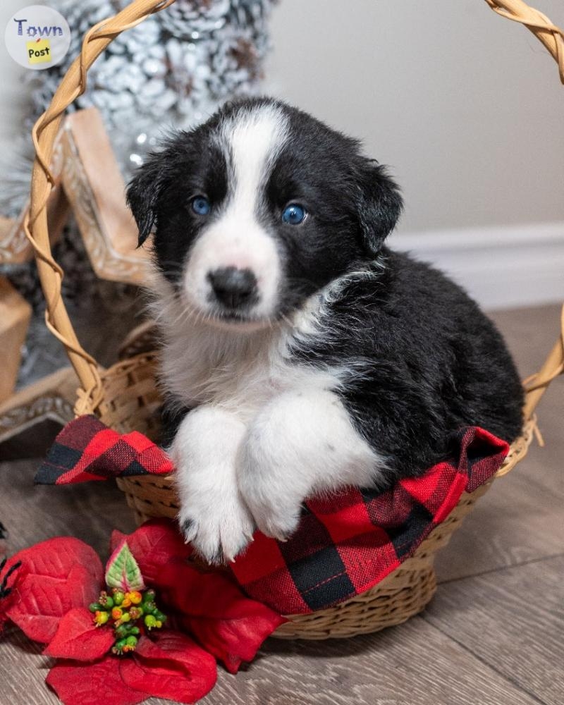 Border Collie Cross Puppies - 6 - 986122-1703374468_4