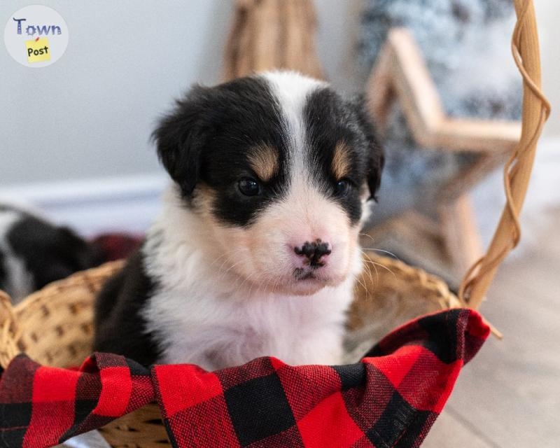 Border Collie Cross Puppies - 7 - 986122-1703374468_5