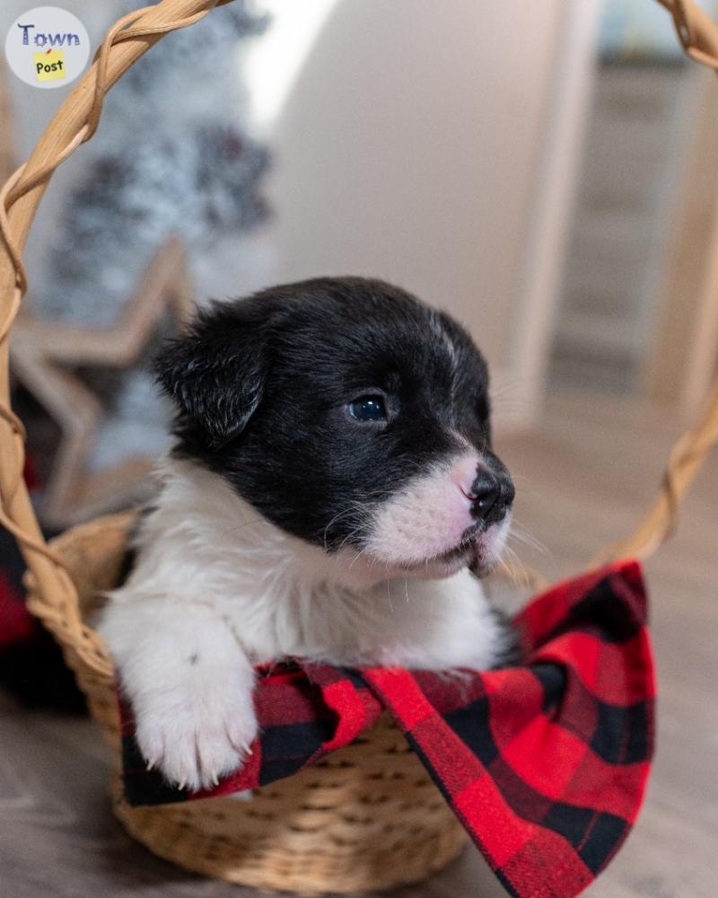 Border Collie Cross Puppies - 8 - 986122-1703374468_6