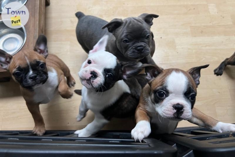 Frenchton Pups  - 1 - 988050-1703899060