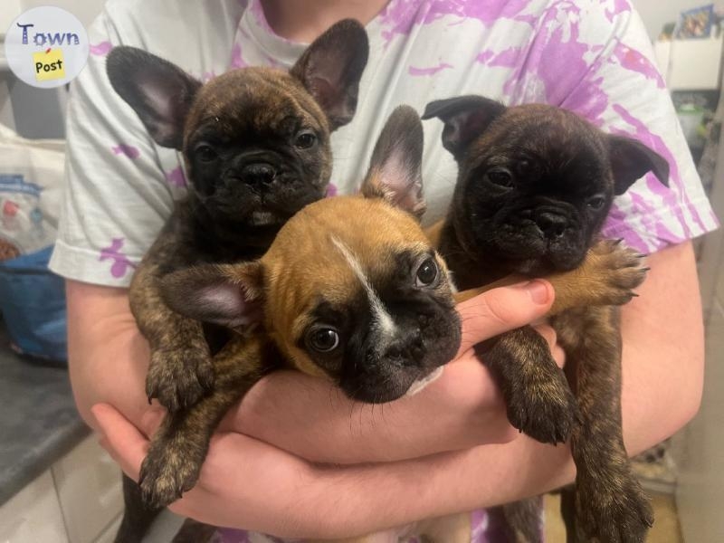 Frenchton Pups  - 2 - 988050-1703899060_0