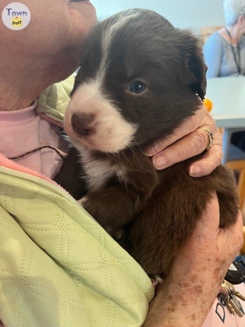 ASDR registered miniature Aussies (2 with blue eyes) - 12 - 988578-1704037339_10