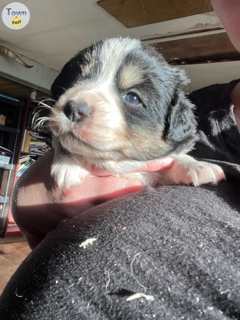 ASDR registered miniature Aussies (2 with blue eyes) - 8 - 988578-1704037339_6