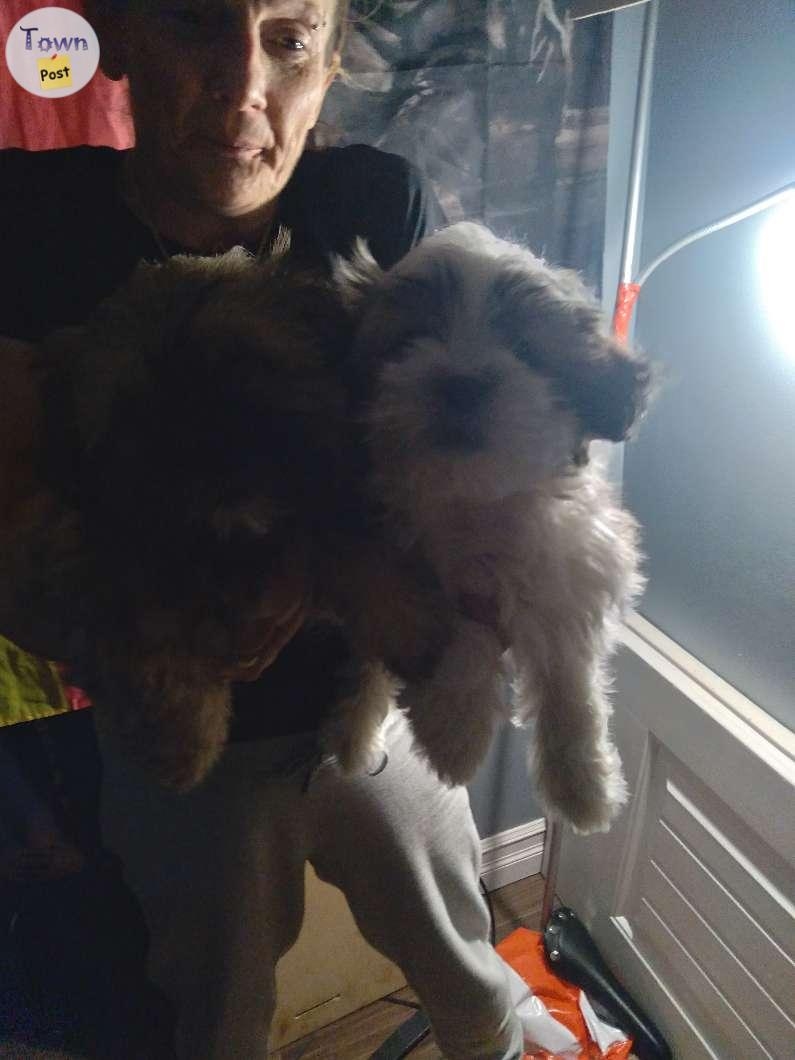 Shih-szu puppies 4 sale - 1 - 988675-1704049746