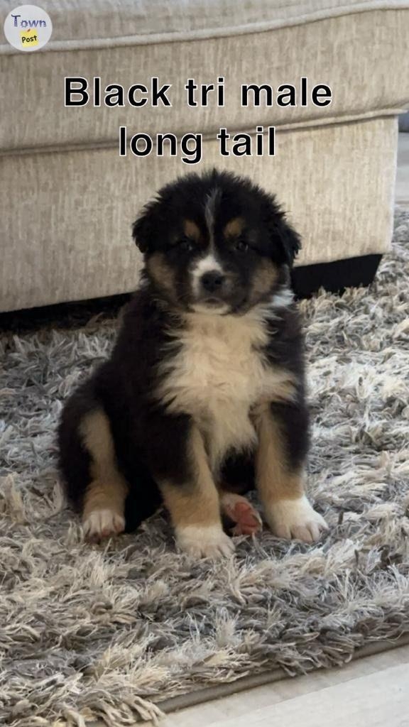 Purebred Australian shepherd  - 2 - 1000253-1706639135_0