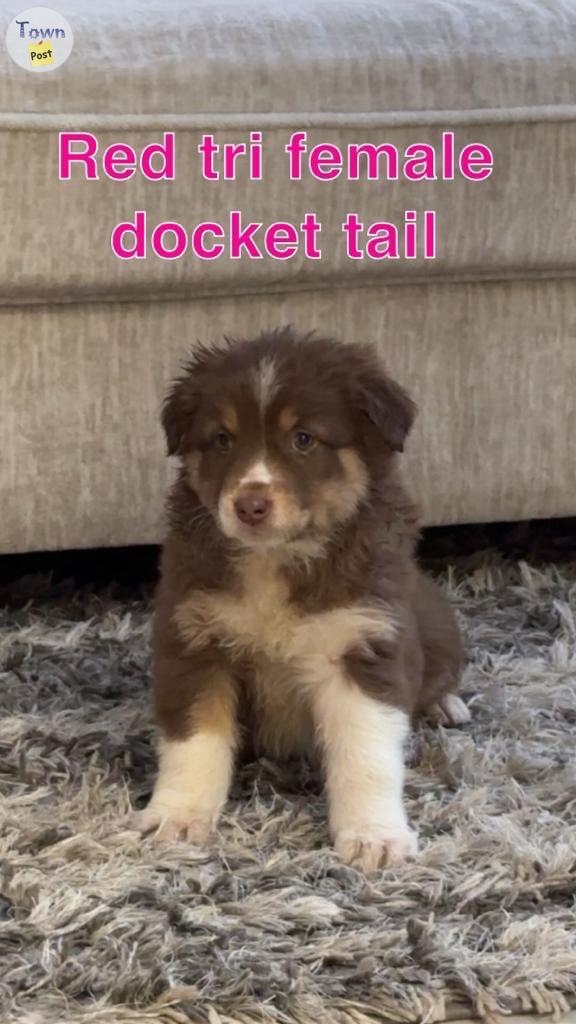 Purebred Australian shepherd  - 3 - 1000253-1706639135_1