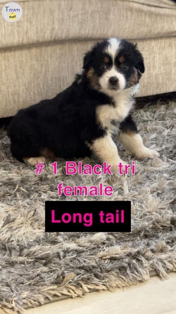 Purebred Australian shepherd  - 4 - 1000253-1706639135_2