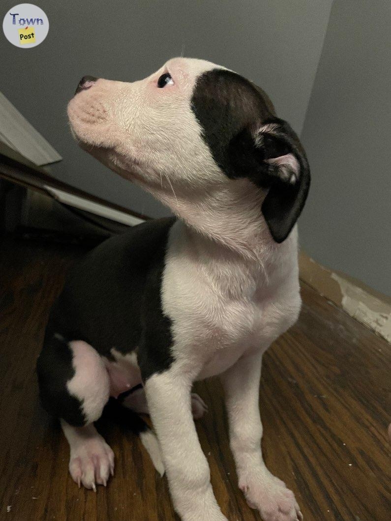 11 week old bullmastiff/pit bull puppies ready for their forever home. Come with their first set of shots and deworming.  - 3 - 977573-1704607420_1