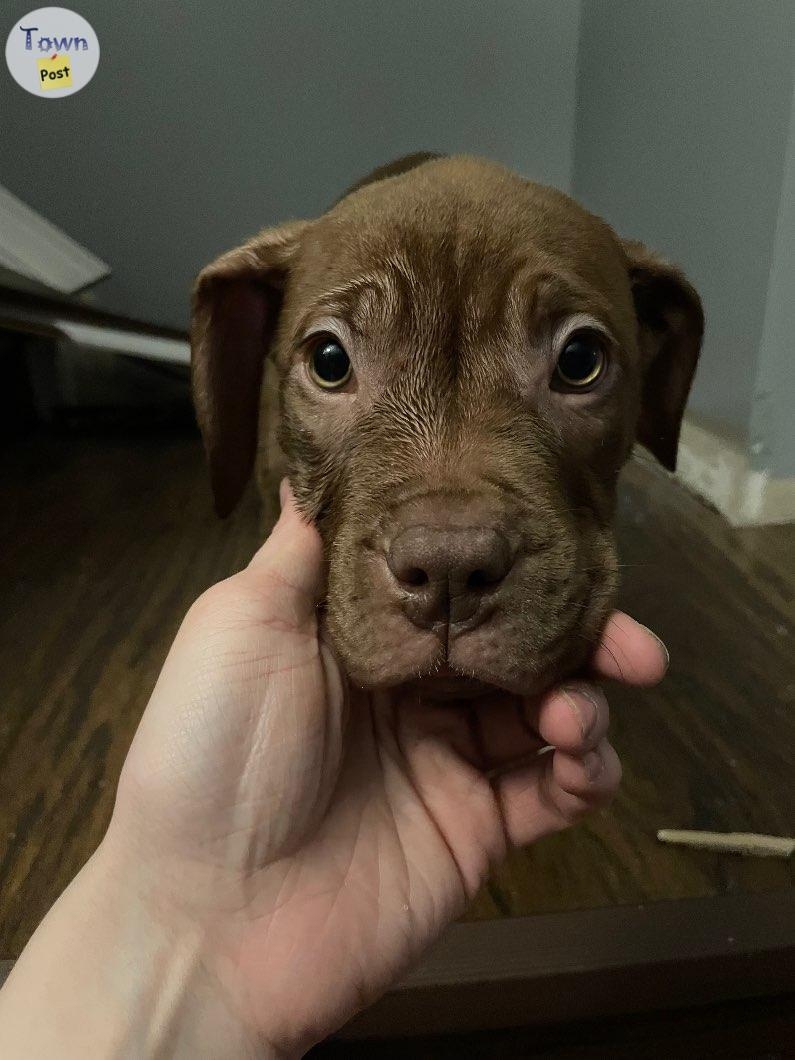 11 week old bullmastiff/pit bull puppies ready for their forever home. Come with their first set of shots and deworming.  - 5 - 977573-1704607420_3