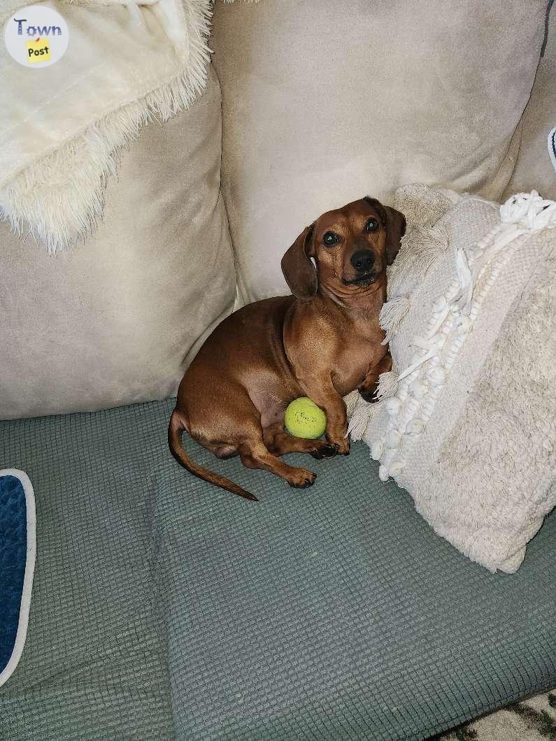 Intact male mini dacshund - 2 - 988988-1704135342_0