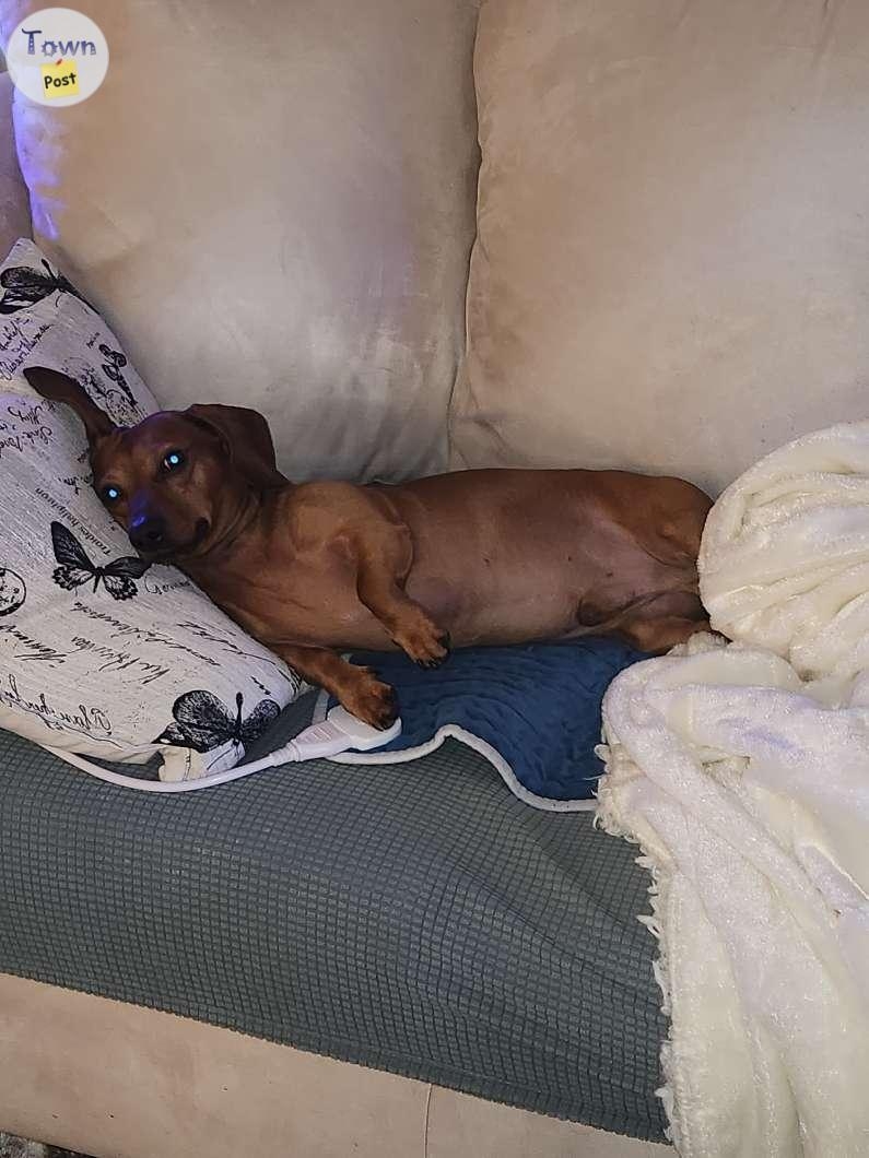 Intact male mini dacshund - 3 - 988988-1704135342_1