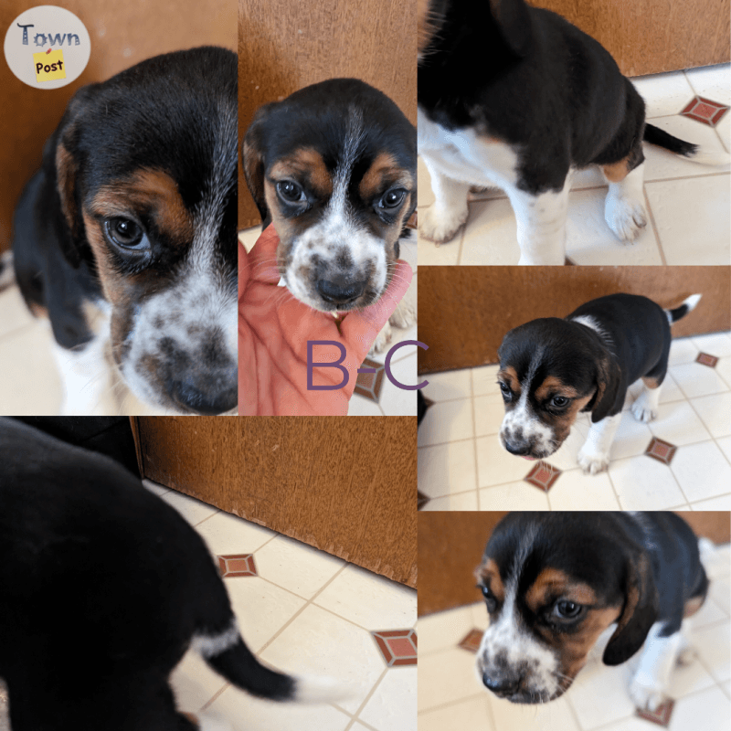 Beagle puppies  - 2 - 989056-1704143424_0