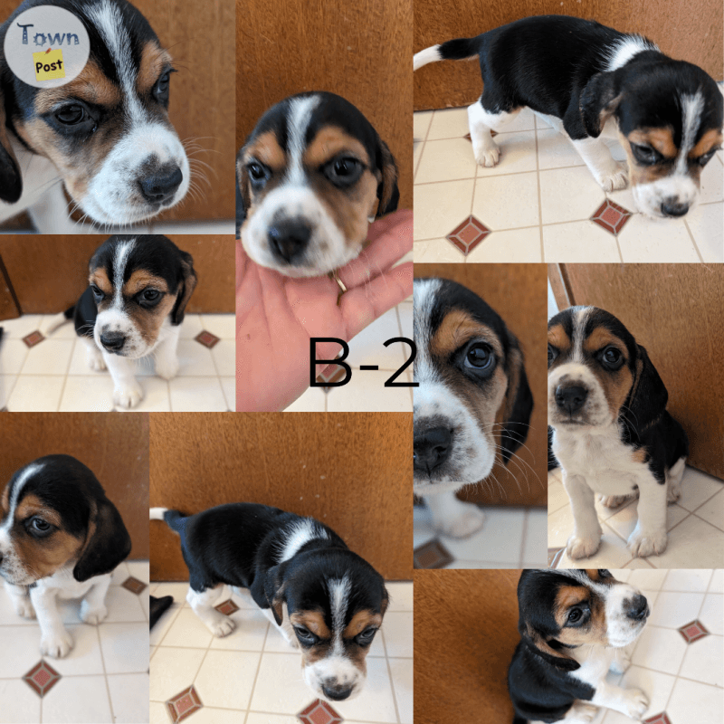 Beagle puppies  - 3 - 989056-1704143424_1