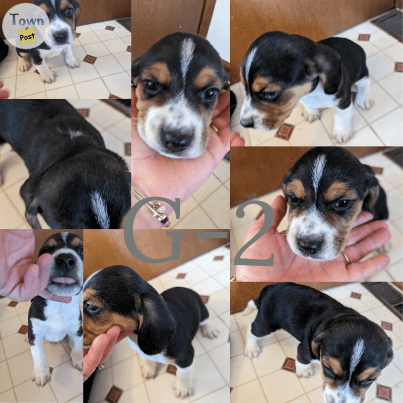 Beagle puppies  - 4 - 989056-1704143424_2