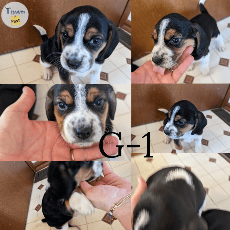 Beagle puppies  - 5 - 989056-1704143424_3