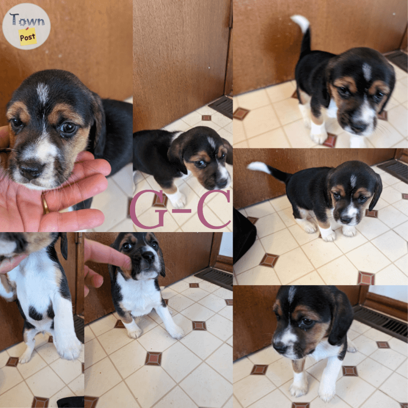 Beagle puppies  - 6 - 989056-1704143424_4