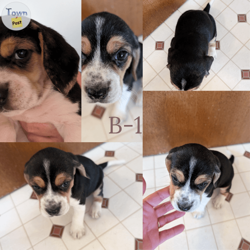 Beagle puppies  - 1 - 989059-1704143428