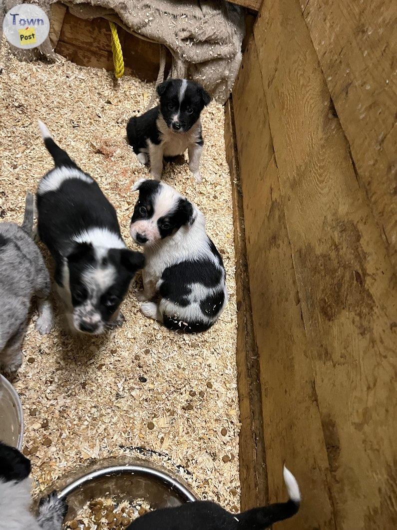 Working cow dog pups for sale!  - 4 - 989623-1704297864_2