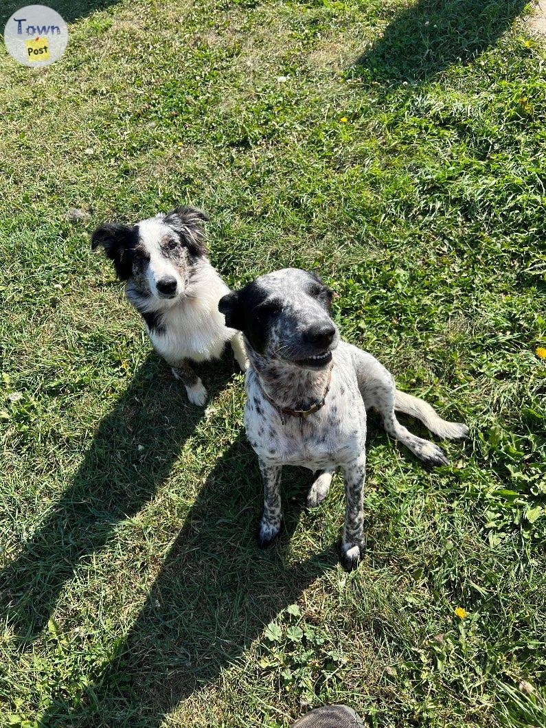 Working cow dog pups for sale!  - 5 - 989623-1704297864_3