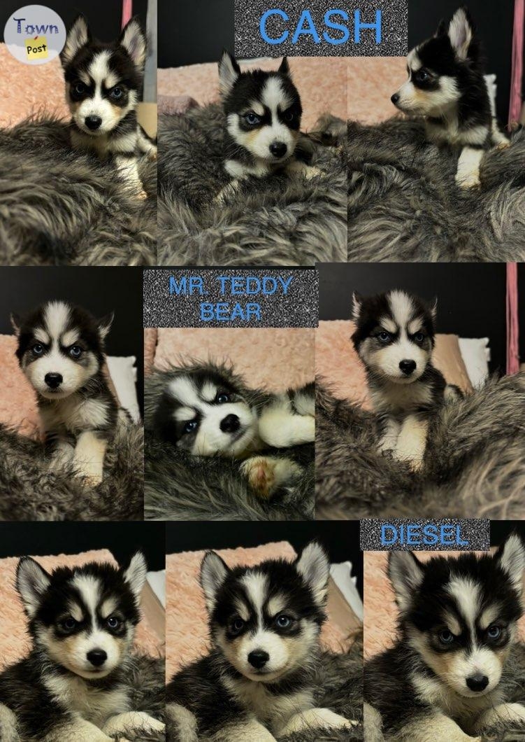 Pomsky Puppies for Sale  - 1 - 991864-1704748040