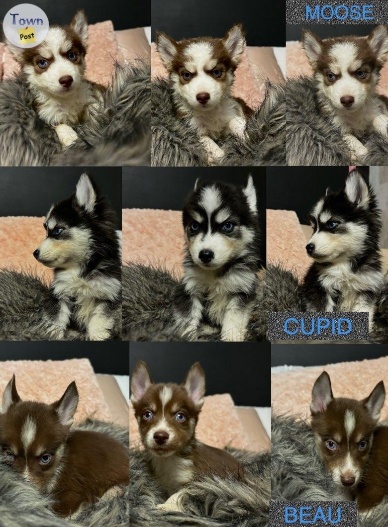 Pomsky Puppies for Sale  - 2 - 991864-1704748040_0