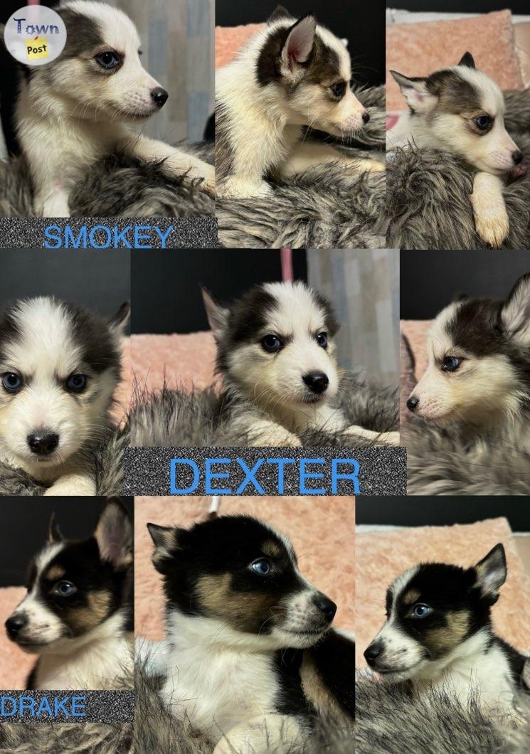 Pomsky Puppies for Sale  - 3 - 991864-1704748040_1