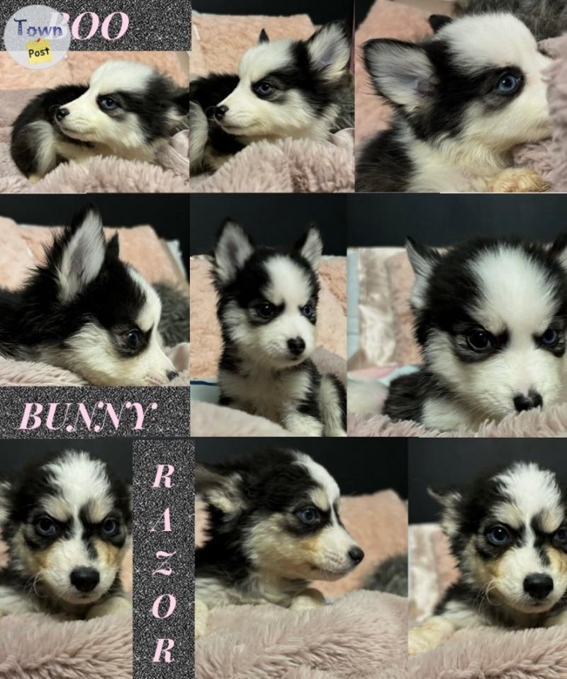 Pomsky Puppies for Sale  - 4 - 991864-1704748040_2