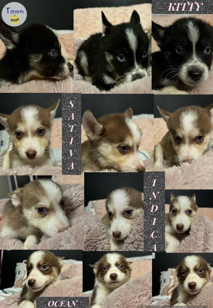 Pomsky Puppies for Sale  - 5 - 991864-1704748040_3