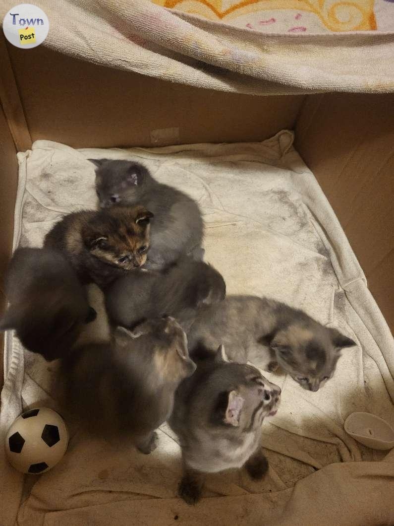 Kittens and mother cat to give away - 2 - 991867-1704748377_0