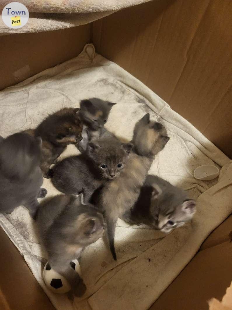 Kittens and mother cat to give away - 3 - 991867-1704748377_1