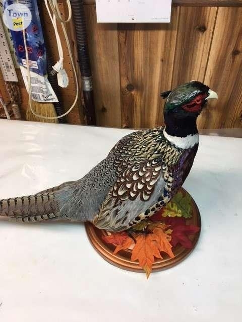 Ring neck pheasant - 1 - 993332-1705100681